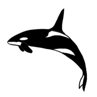 Orca drawing | Digital drawing